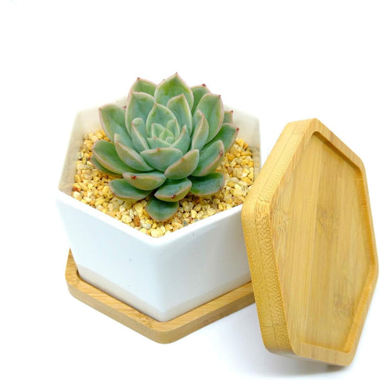 Modern Ceramic Tabletop Planter Set