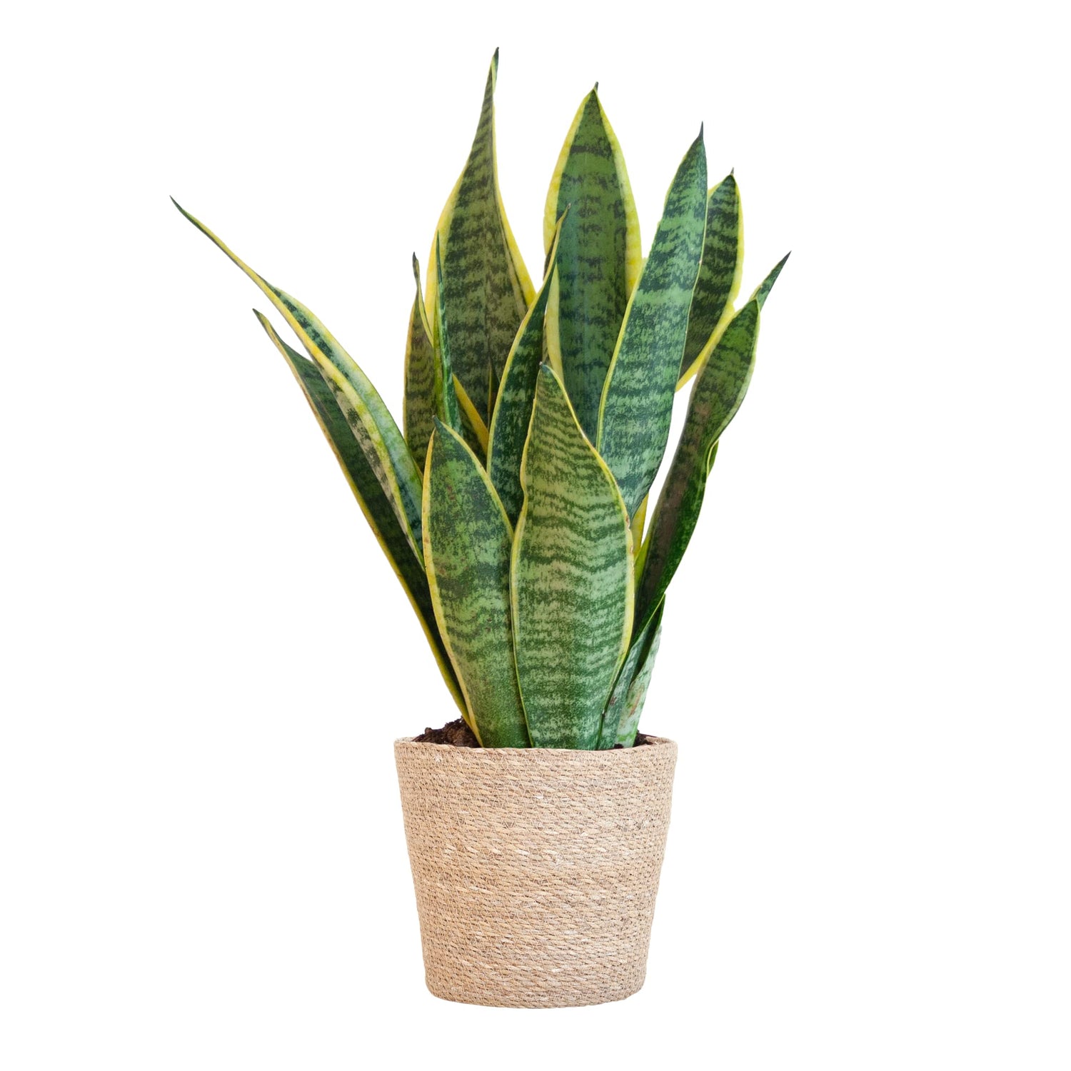 Indoor Planters